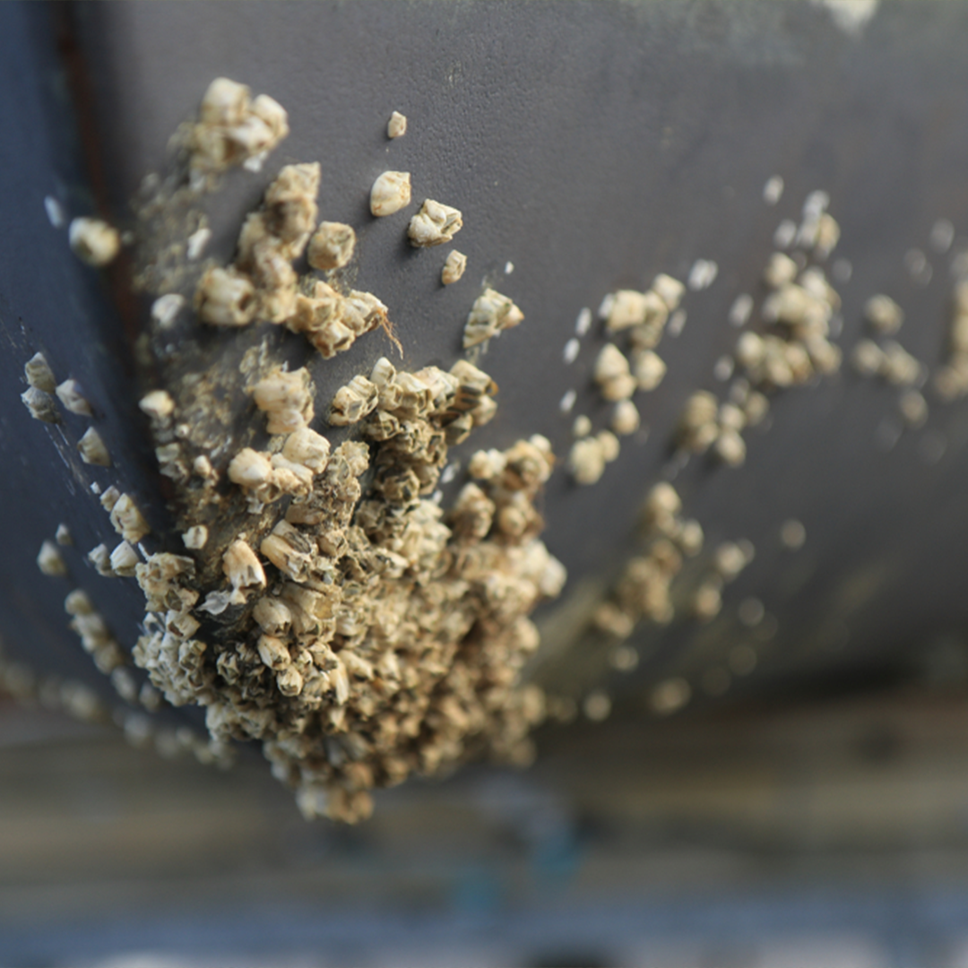 How ultrasonic antifouling can help your marine business